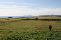 The Paddock
