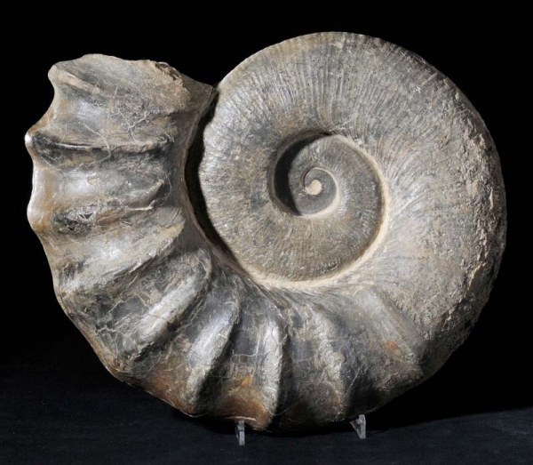 Tropaeum bowerbanki, a giant ammonite from Whale Chine.